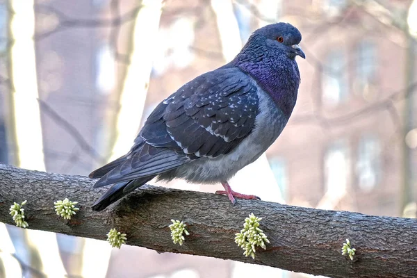 New York New York Pombo Rocha Columba Livia Parque Centro — Fotografia de Stock