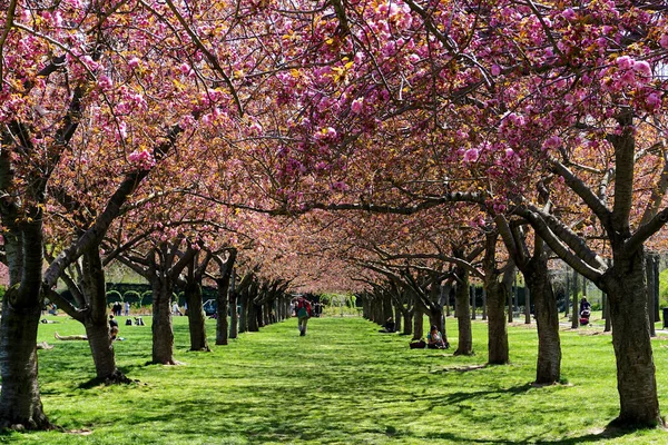 Colonnade Cherry Blossom Trees Full Bloom Brooklyn Botanic Garden Nueva —  Fotos de Stock