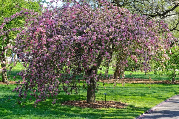 Brooklyn Botanik Bahçesi, New York 'ta çiçek açmış bir yaban elması ağacı..