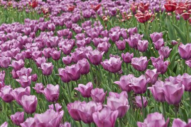 Laleler (Tulipa). Mor laleler tarlası.
