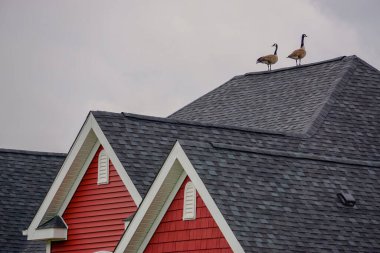 ABD 'nin Delaware banliyösünde bir evin çatısında bir çift Kanada kazı (Branta canadensis) bulundu..