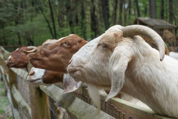 美国特拉华州郊区一个小农场的篱笆边排列着棕色和白色的山羊 — 图库照片