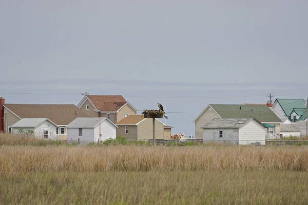 Een Visarendsnest Moerasland Tanger Island Virginia Chesapeake Bay Sinds 1850 — Stockfoto