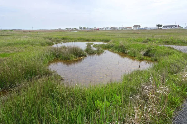 Marshland Tanger Island Virginia Chesapeake Bay Sinds 1850 Landmassa Van — Stockfoto