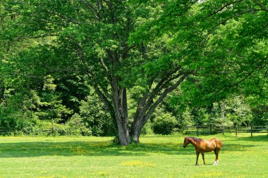 Westchester, New York: Güneşli bir yaz gününde çimenli bir çiftliğin çimenli tarlasında duran yalnız bir kestane atı, arka planda büyük bir çoklu gövde ağacı var..