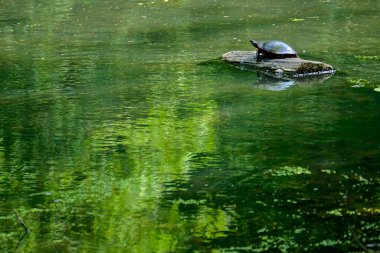 Pleasant Dağı, New York: Rockefeller State Park Preserve 'de parlak bir yaz gününde Kuğu Gölü' nde güneşlenen kırmızı kulaklı bir kaplumbağa (Trachemys betiği elegans) kaplumbağası.