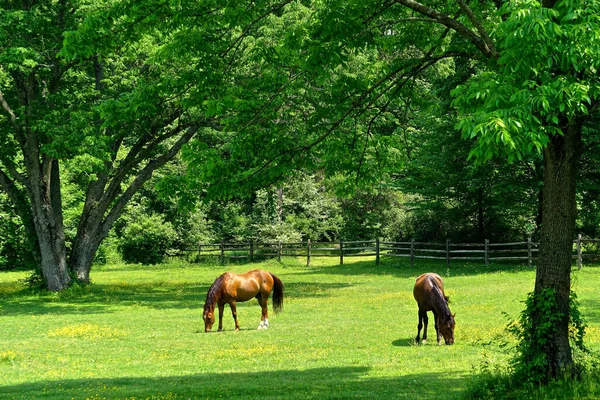 Westchester Nova York Par Castanheiros Pastando Campo Gramado Uma Pequena — Fotografia de Stock