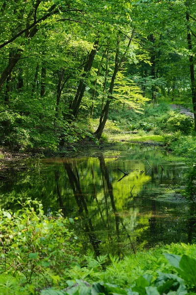 Pleasant Dağı, New York: Kuğu Gölü 'ndeki ağaçların yansıması Rockefeller Eyalet Parkı' ndaki parlak bir yaz gününde.