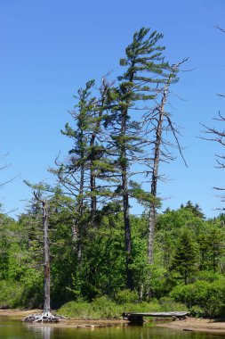 Webb, New York: Moss Gölü 'nün kıyısında, Adirondack Parkı' nda, aydınlık, güneşli ve bulutsuz bir günde rüzgarın estiği ölen çam ağaçları.