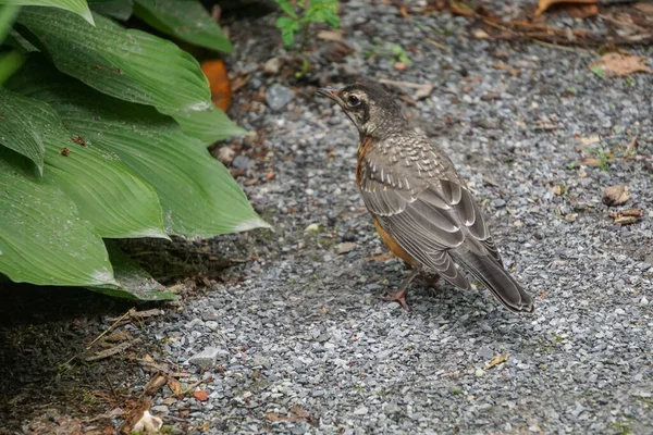 Genç Amerikan bülbülü (Turdus migratorius) Manhattan, New York 'ta bir parkta.