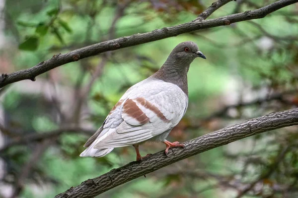 纽约市曼哈顿市中心的一个公园里的一只岩鸽 野生鸽子在颜色和图案上差异很大 — 图库照片