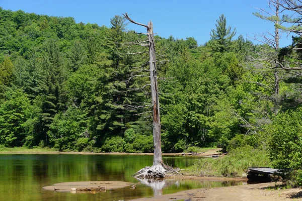 Webb, New York: A dead tree on the edge of Moss Lake, in the Adirondack Park, on a bright, sunny, cloudless day.