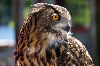 Genç bir Avrasya kartal baykuşunun (Bubo bubo) yakın çekimi, en büyük baykuş türlerinden biri..