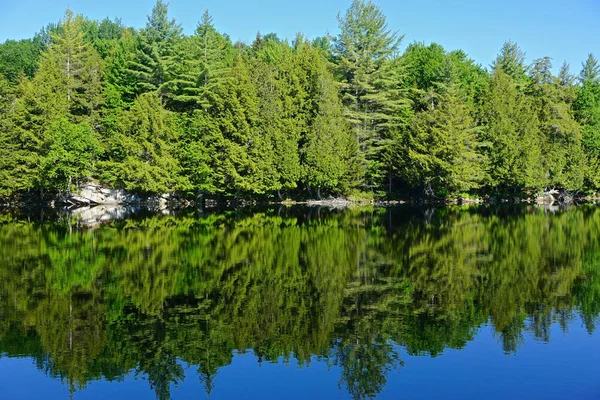 Adirondack Park New York Alberi Pino Riflettono Nelle Acque Tranquille — Foto Stock