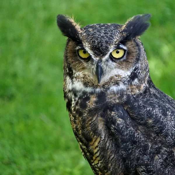 一只大角猫头鹰 Bubo Virginianus 的特写肖像 也被称为虎猫头鹰 Tiger Owl 或猫头鹰 Hoot Owl — 图库照片