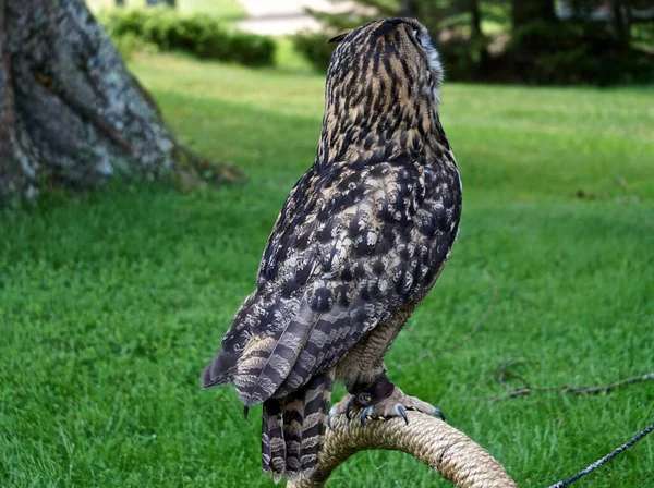 Beau Motif Plumes Sur Dos Jeune Hibou Aigle Eurasien Bubo — Photo