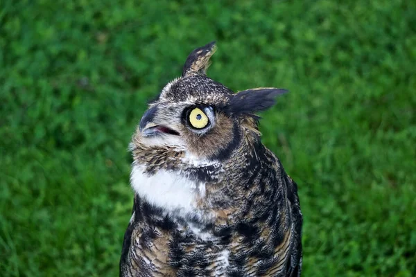 Close-up portrait of a great horned owl (Bubo virginianus) -- also known as the tiger owl or the hoot owl -- a raptor that is native to the Americas.