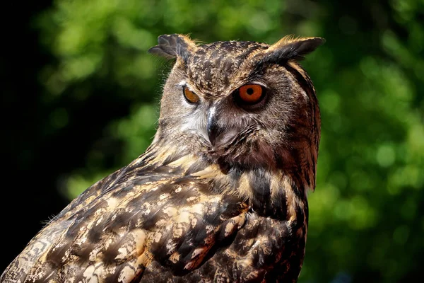 Zbliżenie Młodej Eurazjatyckiej Sowy Bubo Bubo Jednego Największych Gatunków Sowy — Zdjęcie stockowe