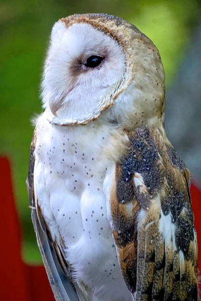 谷仓猫头鹰 Tyto Alba 的特写 是分布最广的猫头鹰种类 也是所有鸟类中分布最广的鸟类之一 — 图库照片