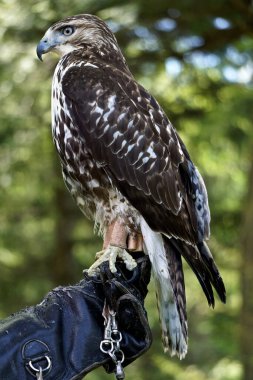 Kızıl kuyruklu bir şahinin profil portresi, Buteo jamaicensis -- diğer adıyla tavuk şahini -- koruyucu deri eldiven giyen bir idareci tarafından tutuluyor..