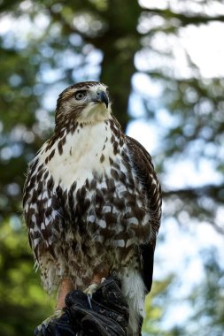 Kızıl kuyruklu bir şahinin profil portresi, Buteo jamaicensis -- diğer adıyla tavuk şahini -- koruyucu deri eldiven giyen bir idareci tarafından tutuluyor..