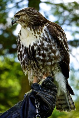 Kızıl kuyruklu bir şahinin profil portresi, Buteo jamaicensis -- diğer adıyla tavuk şahini -- koruyucu deri eldiven giyen bir idareci tarafından tutuluyor..