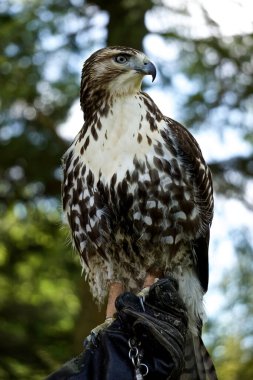 Kızıl kuyruklu bir şahinin profil portresi, Buteo jamaicensis -- diğer adıyla tavuk şahini -- koruyucu deri eldiven giyen bir idareci tarafından tutuluyor..