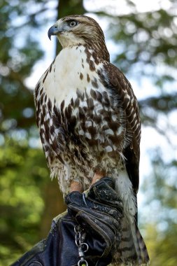 Kızıl kuyruklu bir şahinin profil portresi, Buteo jamaicensis -- diğer adıyla tavuk şahini -- koruyucu deri eldiven giyen bir idareci tarafından tutuluyor..