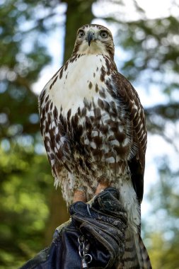Kızıl kuyruklu bir şahinin profil portresi, Buteo jamaicensis -- diğer adıyla tavuk şahini -- koruyucu deri eldiven giyen bir idareci tarafından tutuluyor..