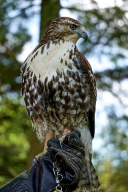 Kızıl kuyruklu bir şahinin profil portresi, Buteo jamaicensis -- diğer adıyla tavuk şahini -- koruyucu deri eldiven giyen bir idareci tarafından tutuluyor..