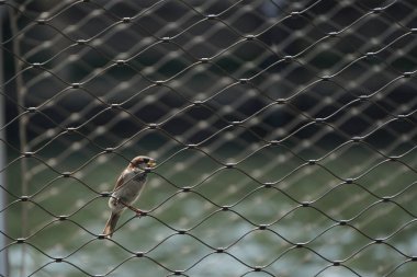 Bir erkek ev serçesi - Passer domesticus - tel örgüye tünemiş. Ev serçesi insan yerleşimleriyle ilişkilendirilir ve kentsel veya kırsal ortamlarda yaşayabilir..
