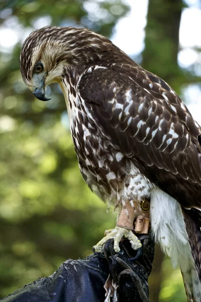 Retrato Perfil Halcón Cola Roja Buteo Jamaicensis También Conocido Como — Foto de Stock