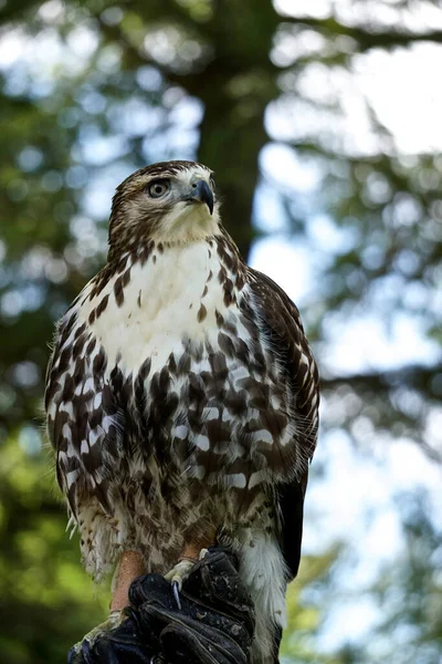 赤い尾をした鷹の肖像画 ブテオ ジャマイケンシス ブテオ ジャマイケンシス Buteo Jamaicensis 保護革の手袋を着用したハンドラーによって所有されている — ストック写真