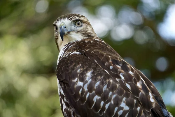 Közelkép Egy Vörös Farkú Sólyomról Buteo Jamaicensis Más Néven Tyúksólyom — Stock Fotó