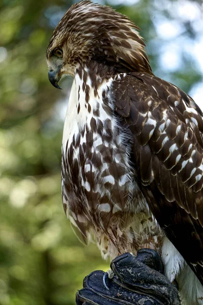 赤い尾をした鷹の肖像画 ブテオ ジャマイケンシス ブテオ ジャマイケンシス Buteo Jamaicensis 保護革の手袋を着用したハンドラーによって所有されている — ストック写真