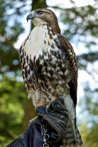 Profile Portrait Red Tailed Hawk Buteo Jamaicensis Also Known Chickenhawk — Stock Photo, Image