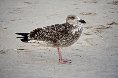 Jones Beach State Park, New York: Halka gagalı martı (Larus delawarensis) Jones Sahili 'nde kumsalda.