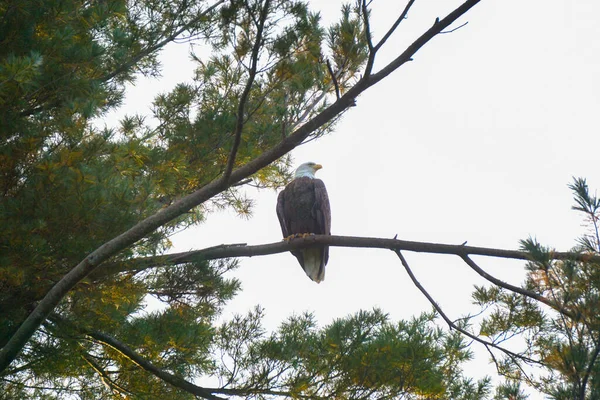 펜실베이니아주 포코노 상록수 가지에 대머리 독수리 Haliaeetus Leucocephalus — 스톡 사진