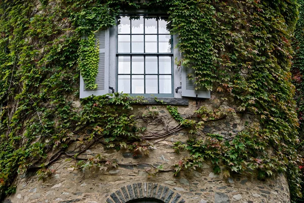 Milford, Pennsylvania: English ivy (Hedera helix) climbs a weathered stone wall at Grey Towers (1886), the former home of Gifford Pinchot, the first Chief of the US Forestry Service.