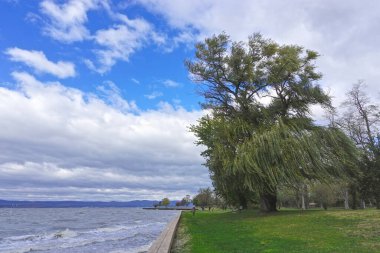 Croton-on-Hudson, New York: Dalgalar bir istinat duvarını kucaklıyor ve Croton Point Park 'taki Hudson Nehri boyunca yürüyen ziyaretçiler söğüt ağacının dallarını esiyor (Salix alba).