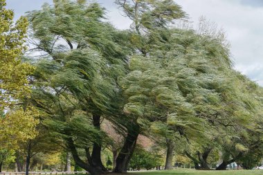 Croton-on-Hudson, New York, ABD: Söğütler -- salix alba olarak da bilinir -- Westchester County 'deki Hudson Nehri boyunca Croton Point Parkı' nda şiddetli bir rüzgar esiyor..