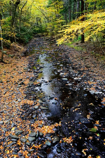 Delaware Township Pike County Pennsylvania Fogliame Autunnale Torrente Area Boscosa — Foto Stock