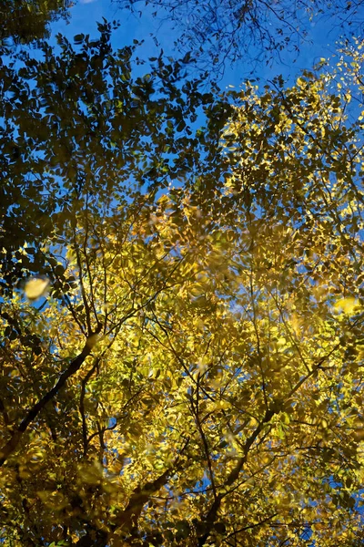 Pocono Mountains Pensilvânia Reflexos Árvores Folhas Outono Riacho Criam Padrões — Fotografia de Stock