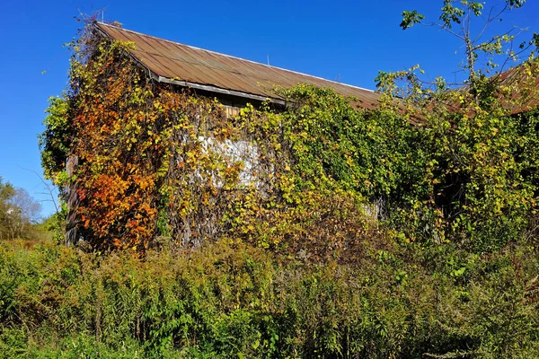 Summit Nueva Jersey Granero Abandonado Cubierto Hiedra Rodeado Árboles Arbustos — Foto de Stock