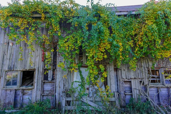 ニュージャージー州サミット ツタで生い茂った放棄された納屋の窓 — ストック写真