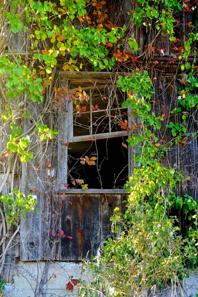 ニュージャージー州サミット ツタで生い茂った放棄された納屋の窓 — ストック写真