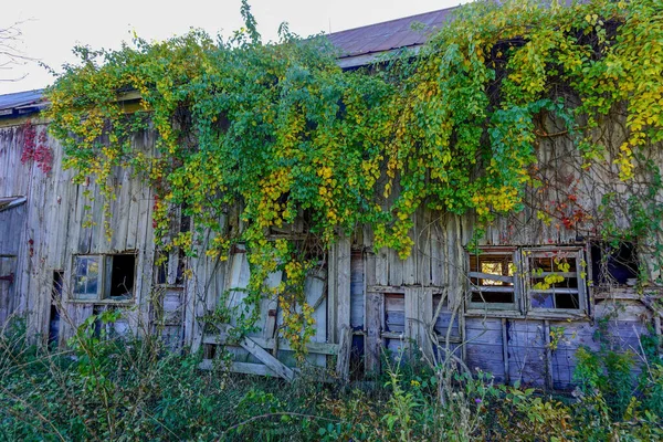 Summit New Jersey Window Abandoned Barn Overgrown Ivy — Stock Photo, Image