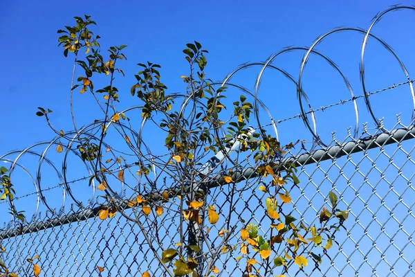 Gałęzie Zielonych Pomarańczowych Liści Przeplatają Się Zwojami Drutu Kolczastego Ogrodzeniu — Zdjęcie stockowe