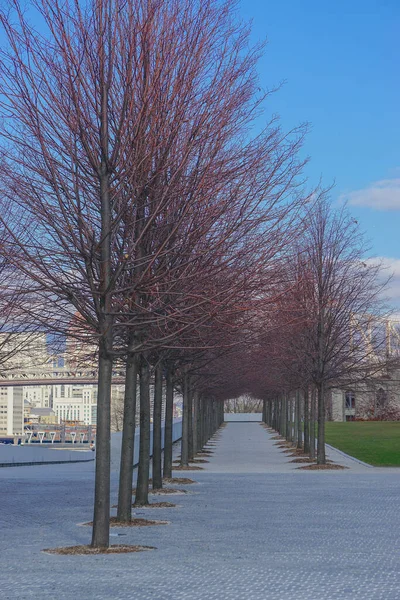 Roosevelt Island Nueva York Una Avenida Árboles Con Ramas Rojas —  Fotos de Stock