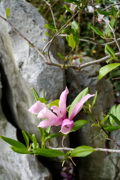 茶托木兰花 Magnolia Soulangeana 树的粉红色花朵 背景为岩石花园 — 图库照片